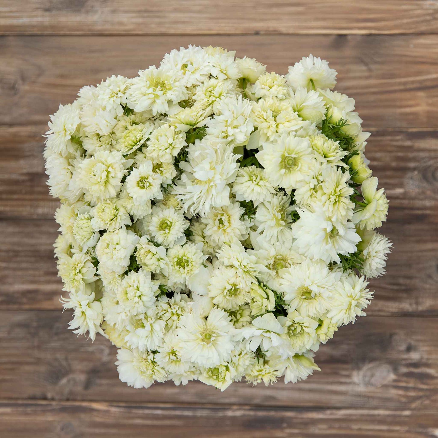  A boquet of Anemone Fullstar white flowers, showcasing their white petals and yellow centers.