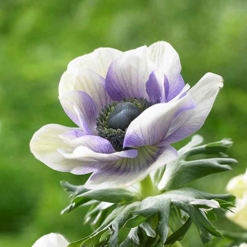 White and purple anemone flowers with dark centers are shown in womans hands.