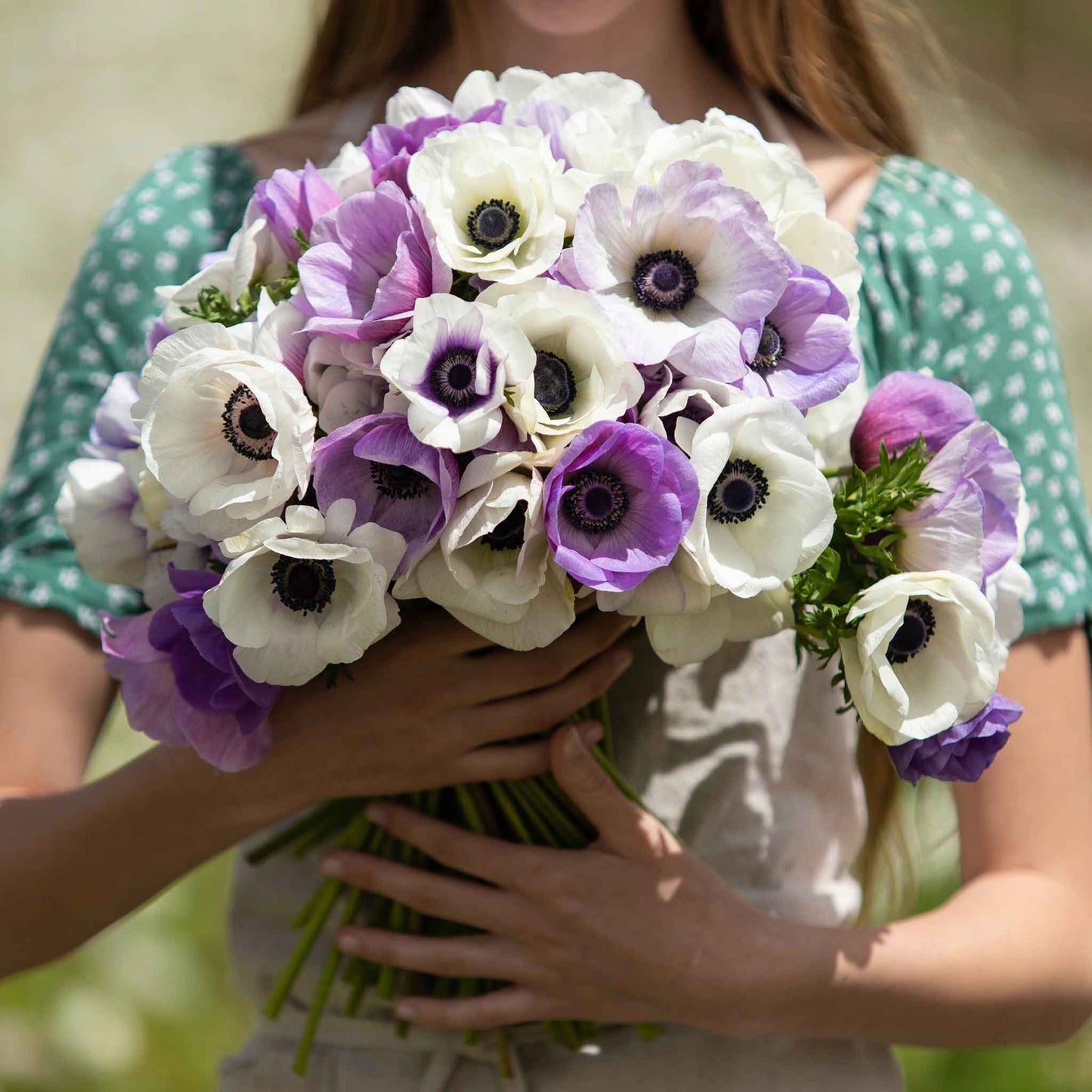 A cluster of light purple and white Pastel violet anemone flowers with dark centers.