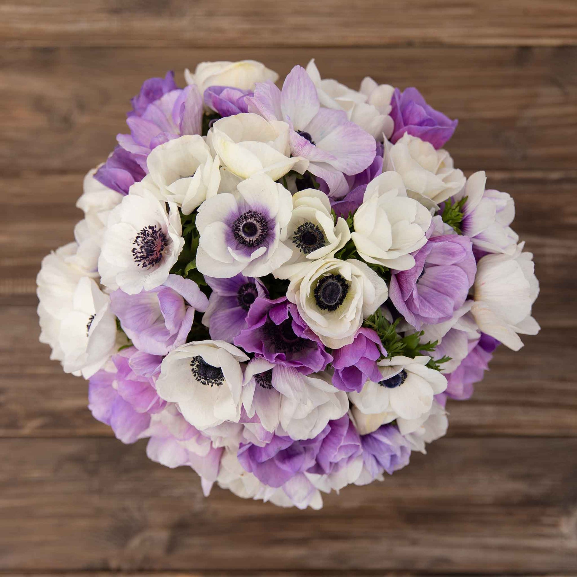 A close up shot of pastel violet anemone flowers with dark centers, against a soft background.