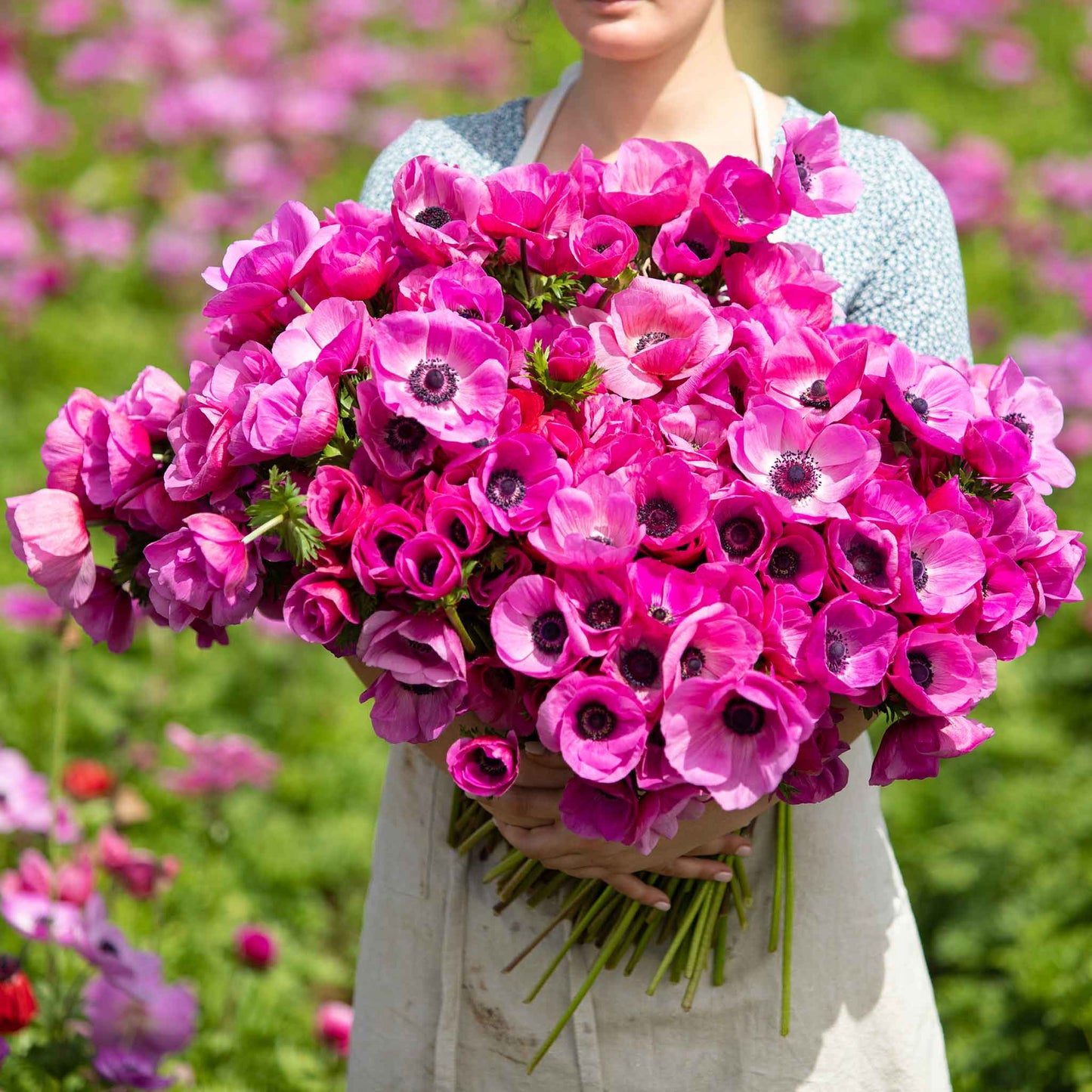 A close-up of vibrant pink anemone flowers with dark centers, in the hands of a woman.