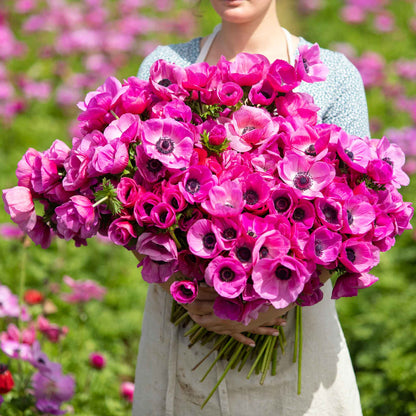 A close-up of vibrant pink anemone flowers with dark centers, in the hands of a woman.