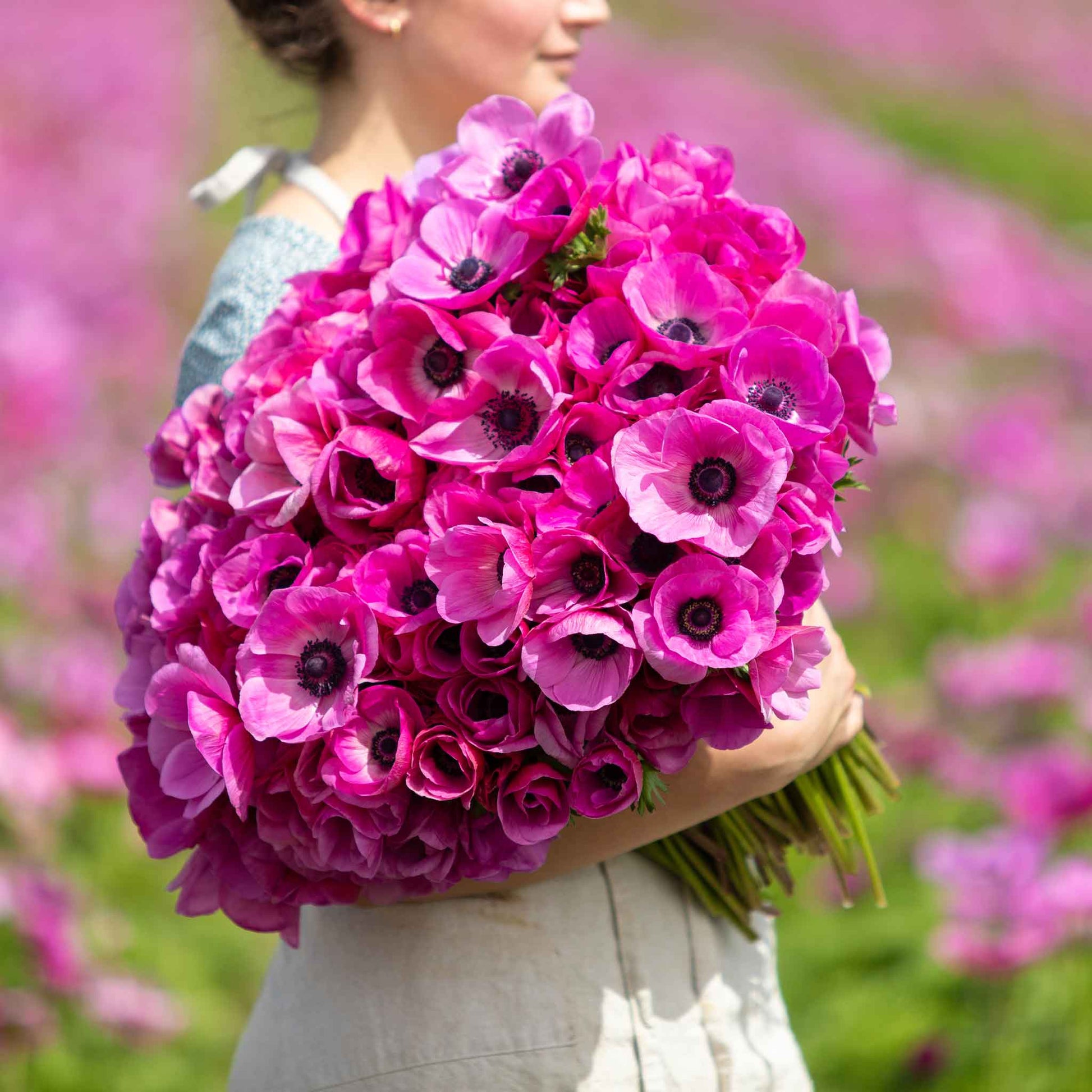 A vivid Fullstar blue anemone flower held in the hands of a woman, in an closeup.
