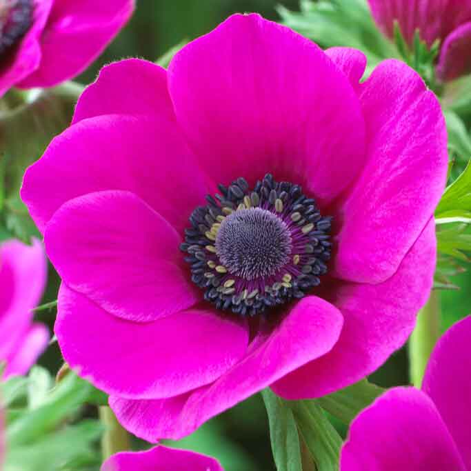 A close-up view of vibrant Fullstar blue anemone flowers with dark centers in full bloom.