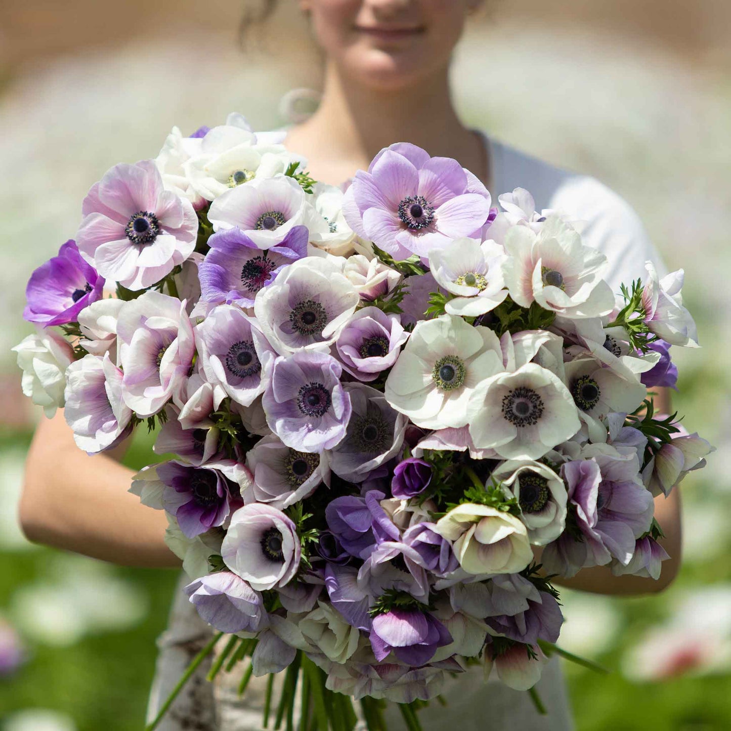 A boquet of Rainbow Pastel Anemone flowers held in a girls hands. Showing off their vibrant petals