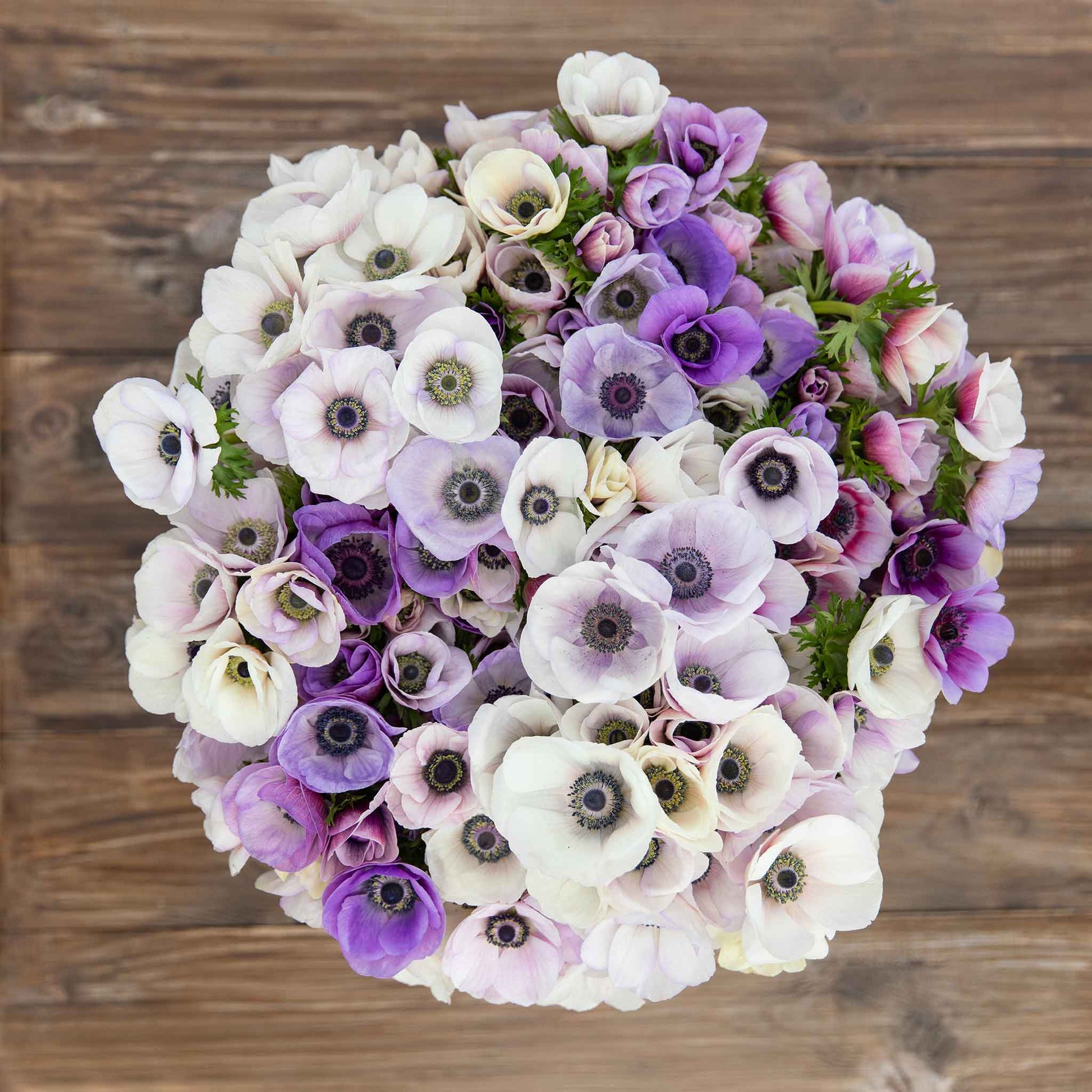 A close up of Rainbow Pastel Anemone flowers, showing off their vibrant white and purple petals