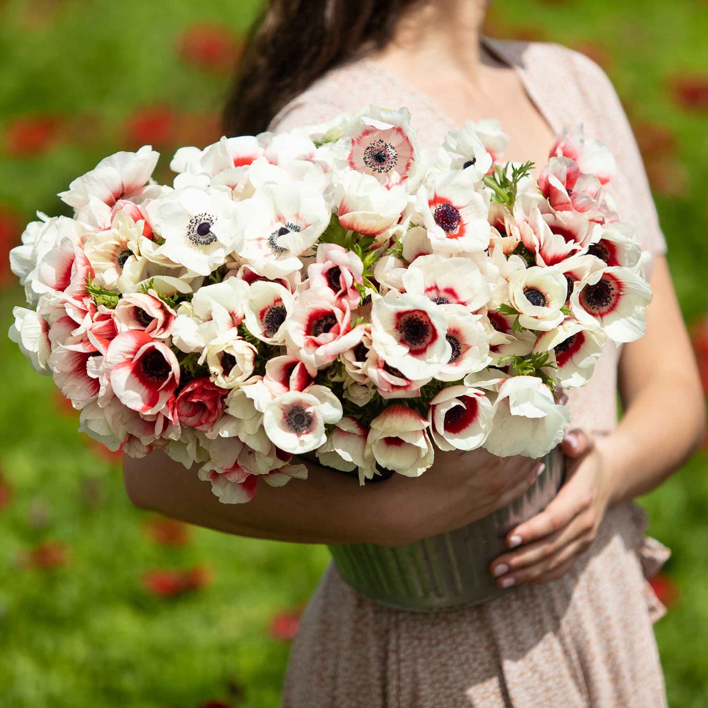 White and red rainbow anemone flowers bloom in a womans hands, creating a vibrant display.