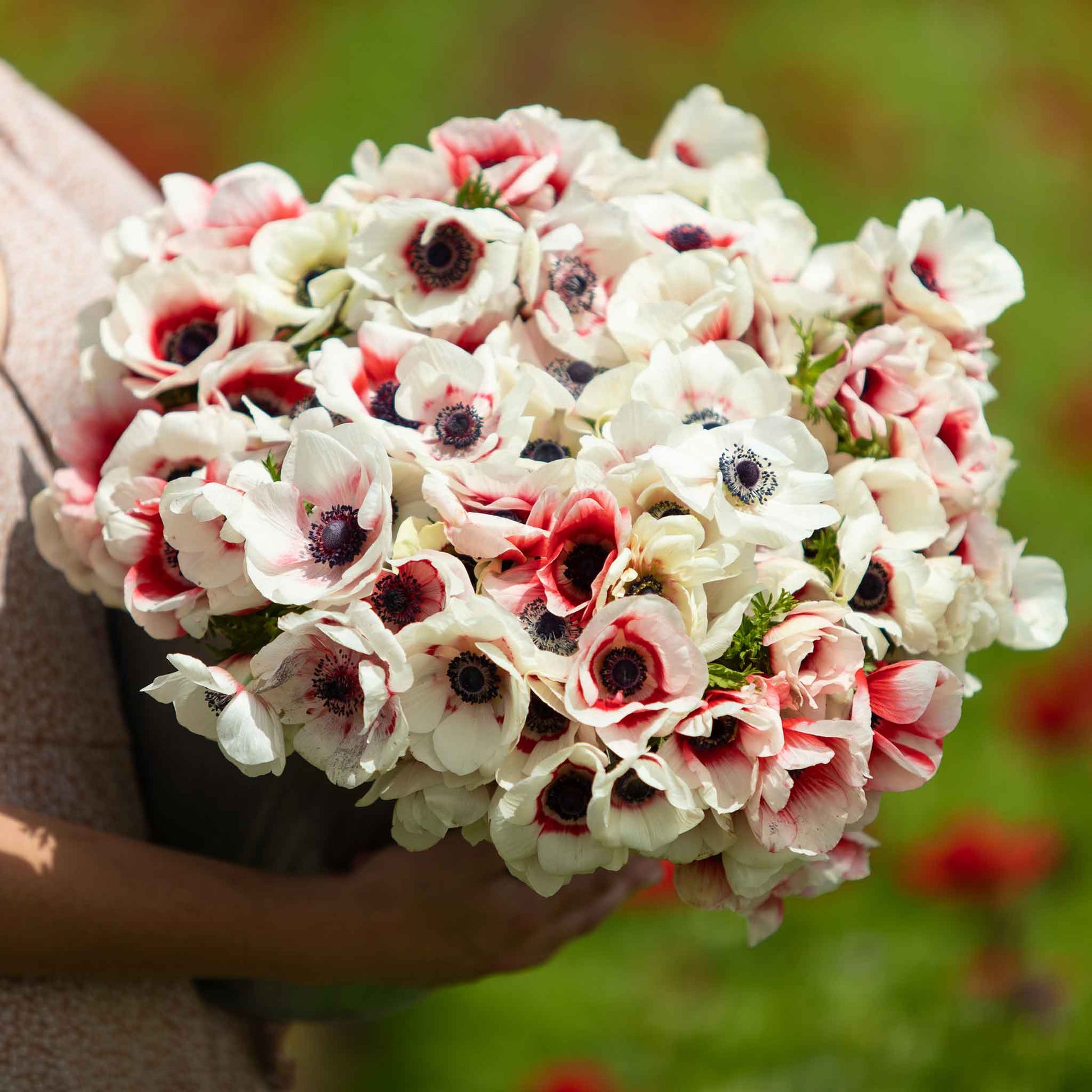A cluster of red and white rainbow anemone flowers in full bloom against green foliage.