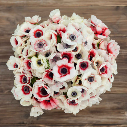 Close-up of bright red and white rainbow anemone flowers against a wooden table background.
