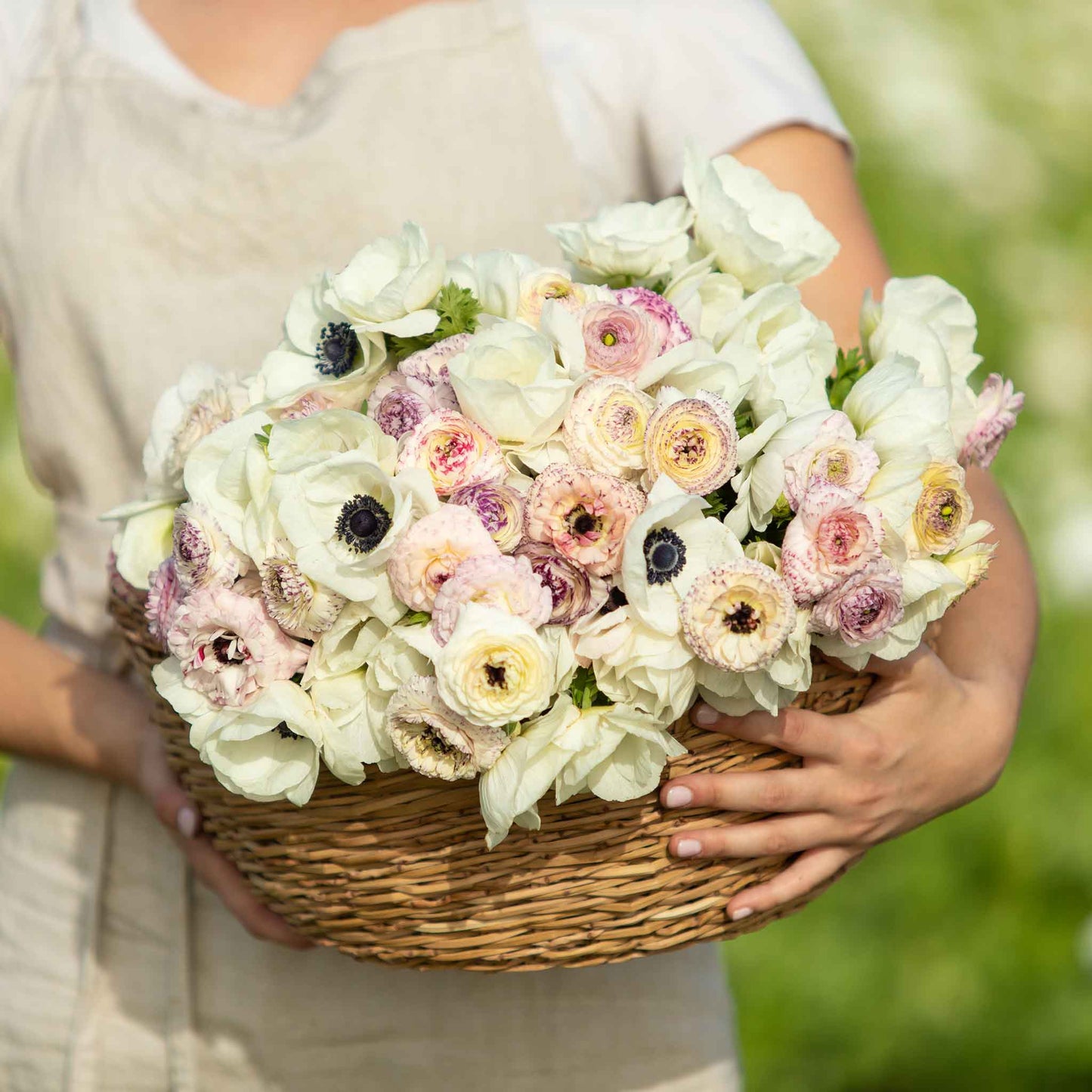 A vibrant mix of pink, purple, and white anemone and ranunculus Alpine Mix flowers in full bloom.