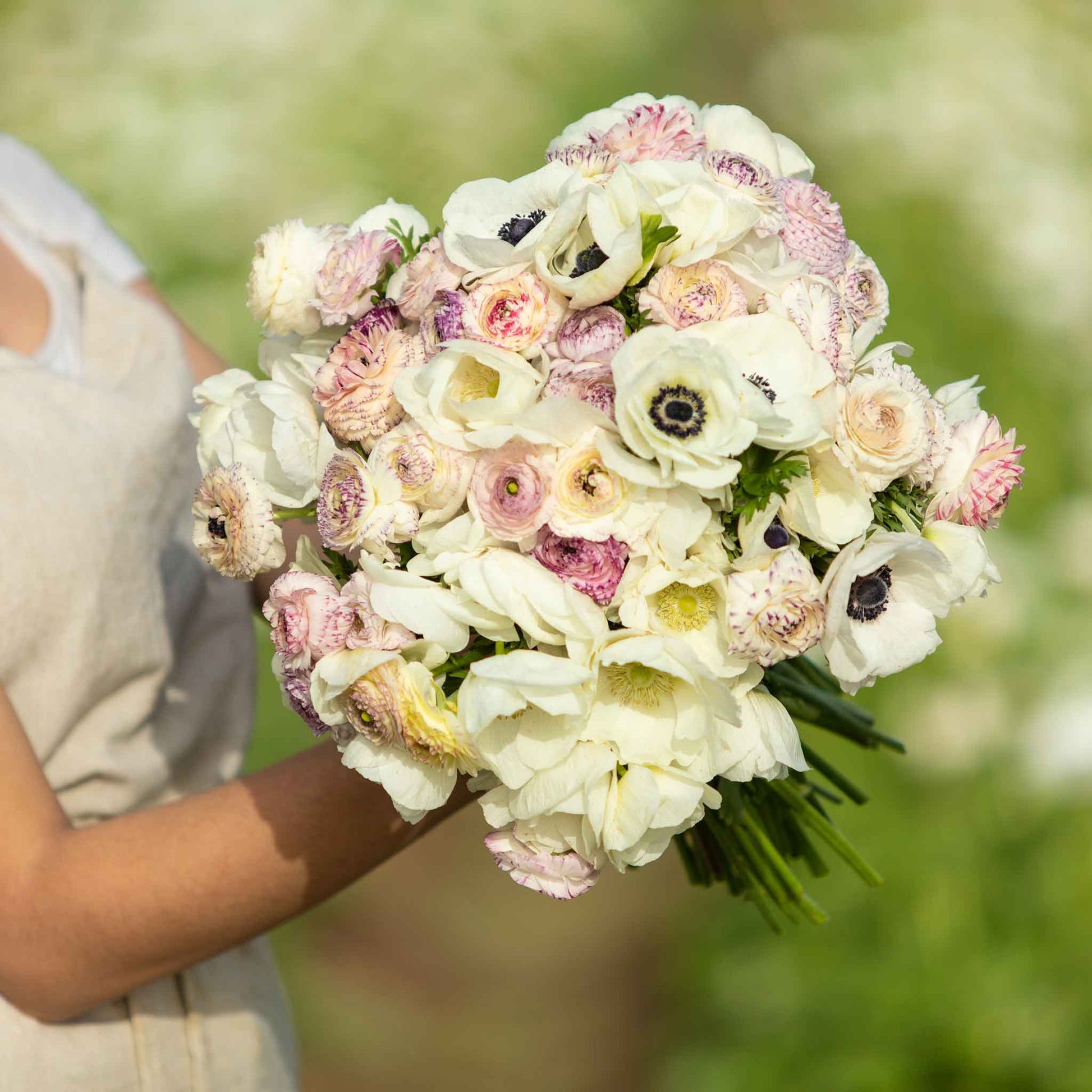 A vibrant mix of pink, purple, and white anemone and ranunculus Alpine Mix flowers in full bloom.