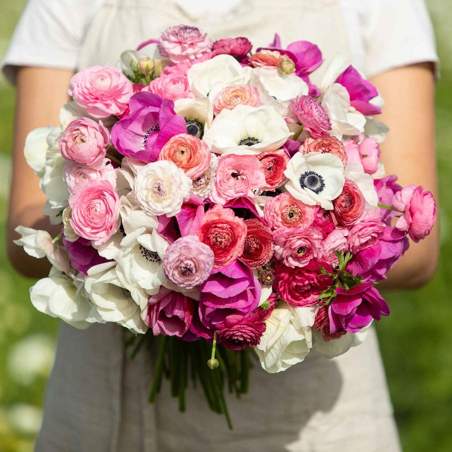 A person holding a bouquet of alpine mix anemone and ranunculus bulbs with a variety of pink, white, and red flowers.
