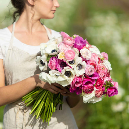 A person holding a bouquet of alpine mix anemone and ranunculus bulbs with a variety of pink, white, and red flowers.