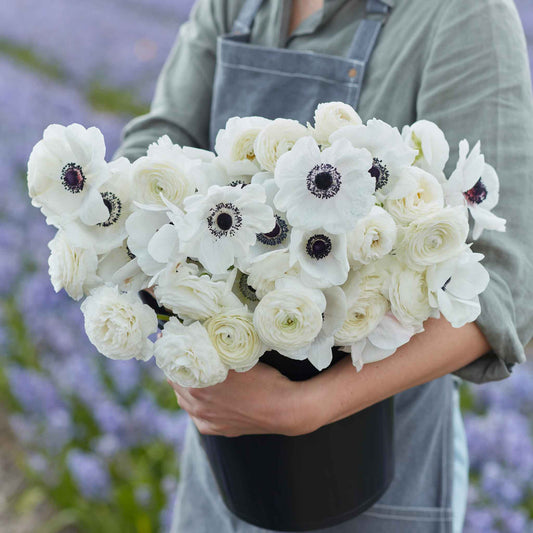 A person holding a bouquet of Moonlight Mix anemone and ranunculus flowers with black centers.