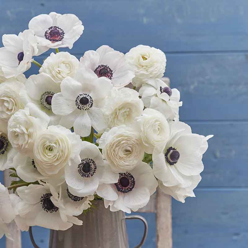 Close-up of a bouquet of Moonlight Mix anemone and ranunculus flowers with black centers.