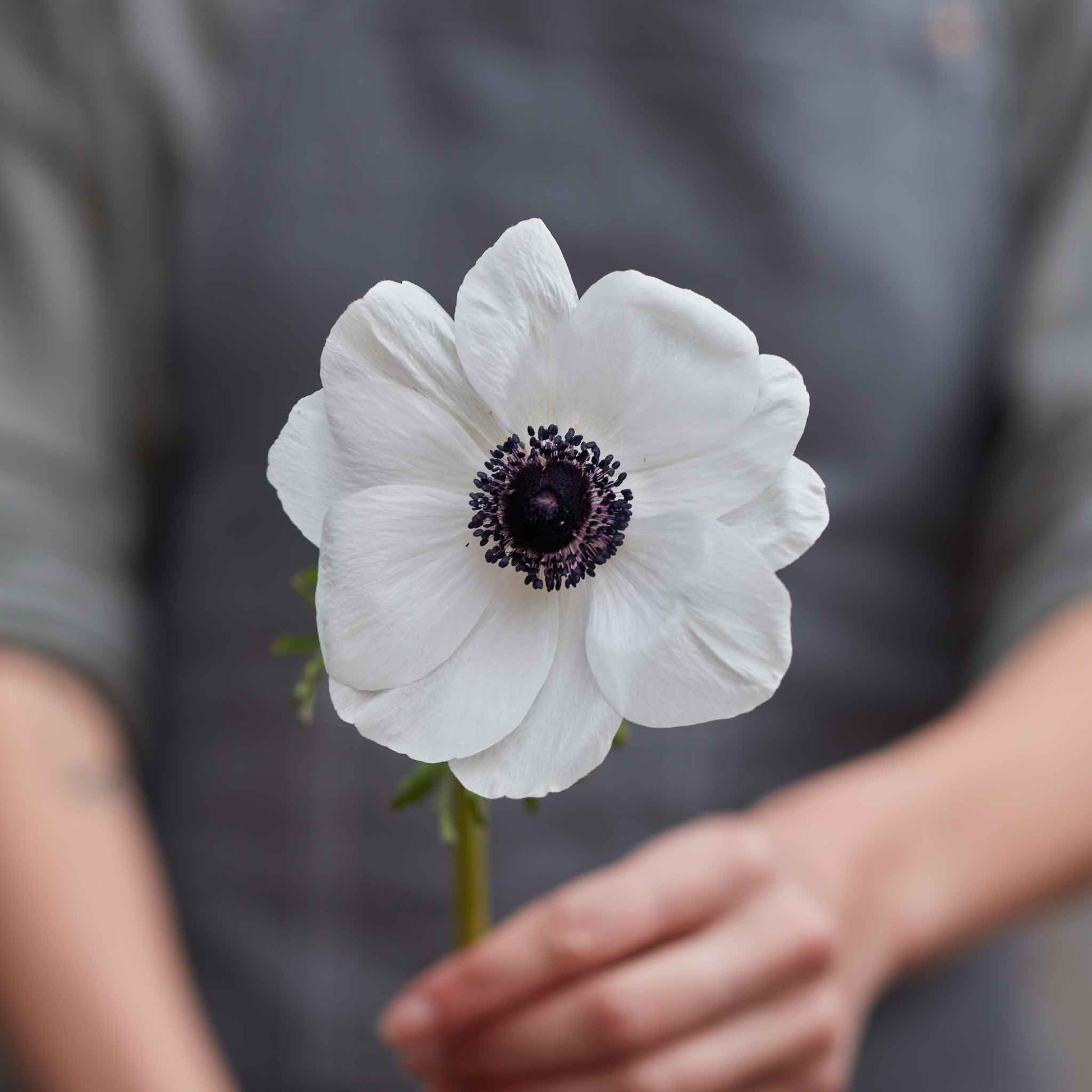 A single bloom from the anemone and ranunculus Moonlight Mix showing white petals and dark center.
