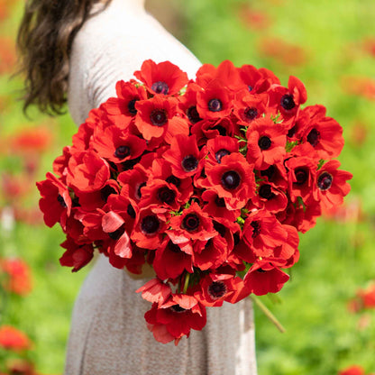 A vibrant red anemone boquet with a dark center is shown in full bloom, held in a womans hands.