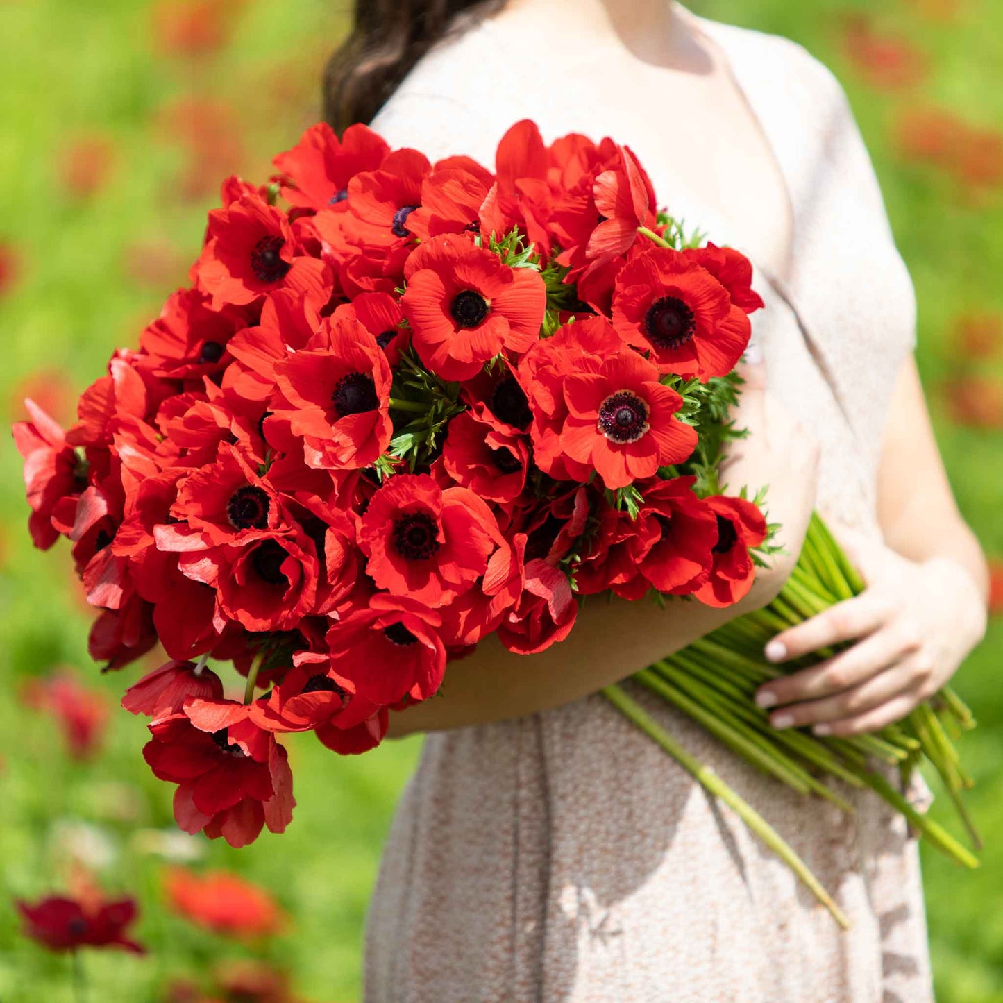 Vibrant red anemone boquet with a dark centers, showcasing delicate petals and a striking contrast.