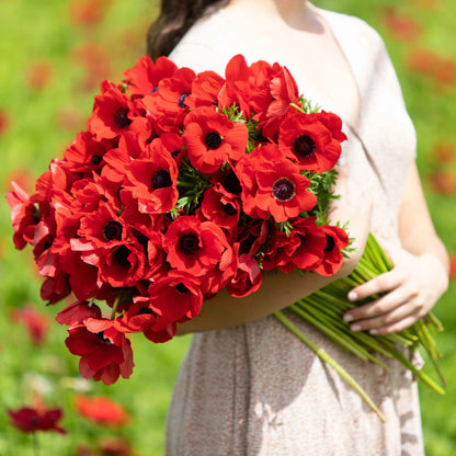Vibrant red anemone boquet with a dark centers, showcasing delicate petals and a striking contrast.