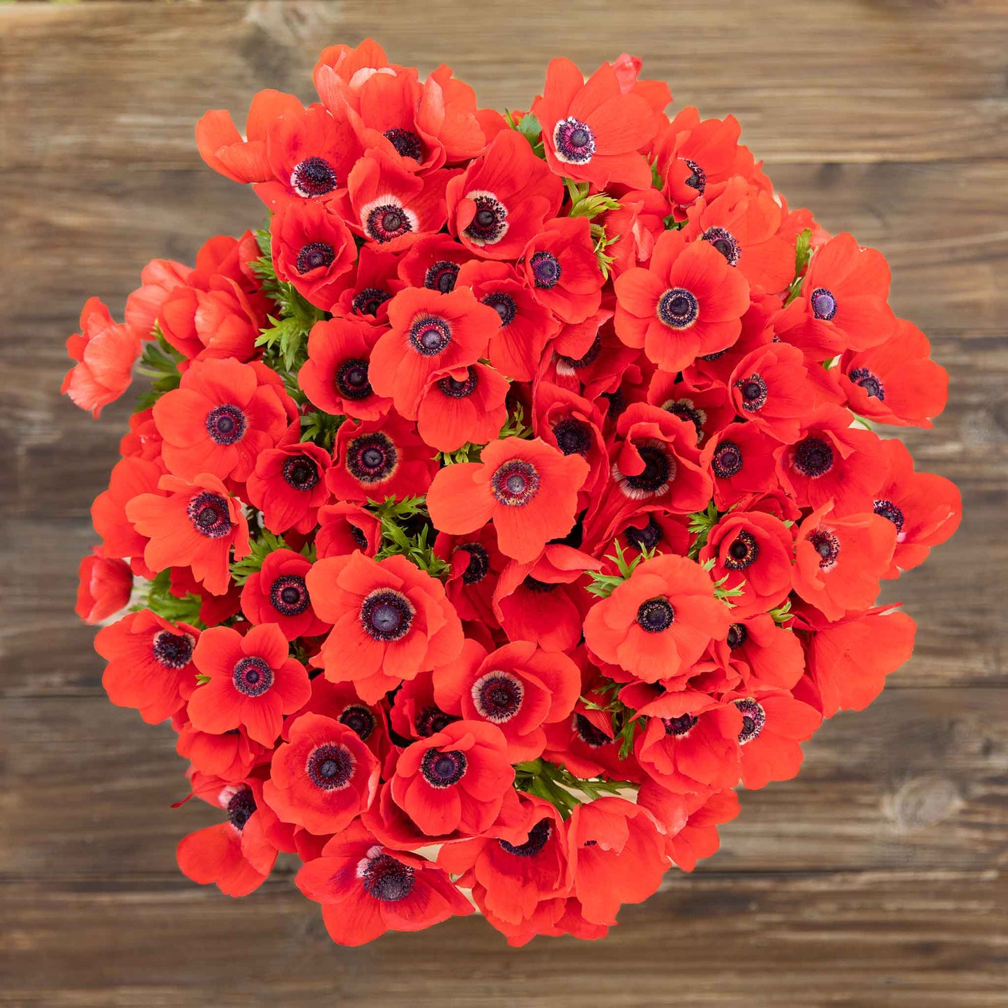 A vibrant red anemone boquet with a dark center is captured in close-up detail.