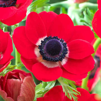 A vibrant red anemone flower with a dark center is shown in full bloom, surrounded by green foliage.