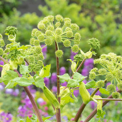 Close-up of a young angelica bloom with green leaves and a blurred green background. | copyright: Floramedia UK Ltd