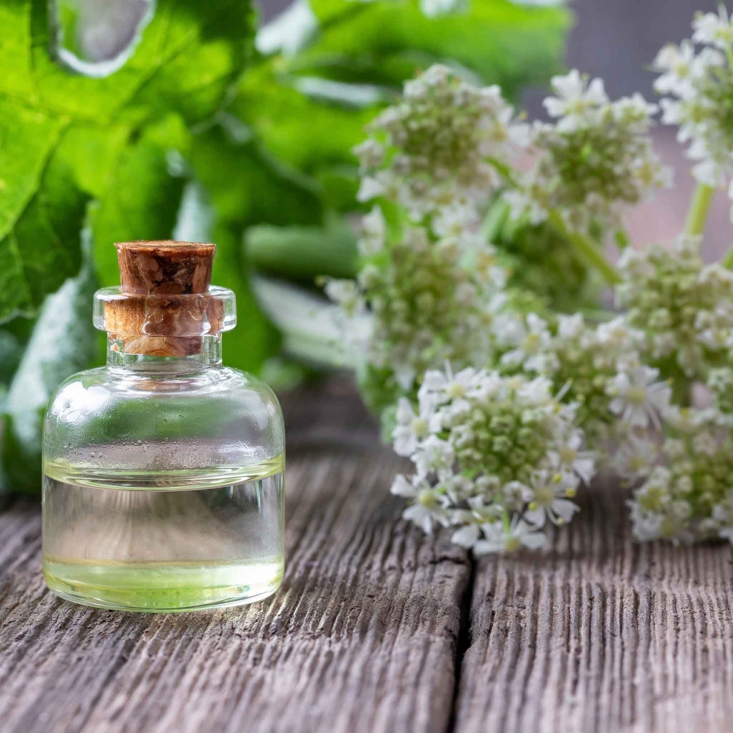 A close-up shot of a small, clear glass bottle containing essential oil next to angelica blooms.