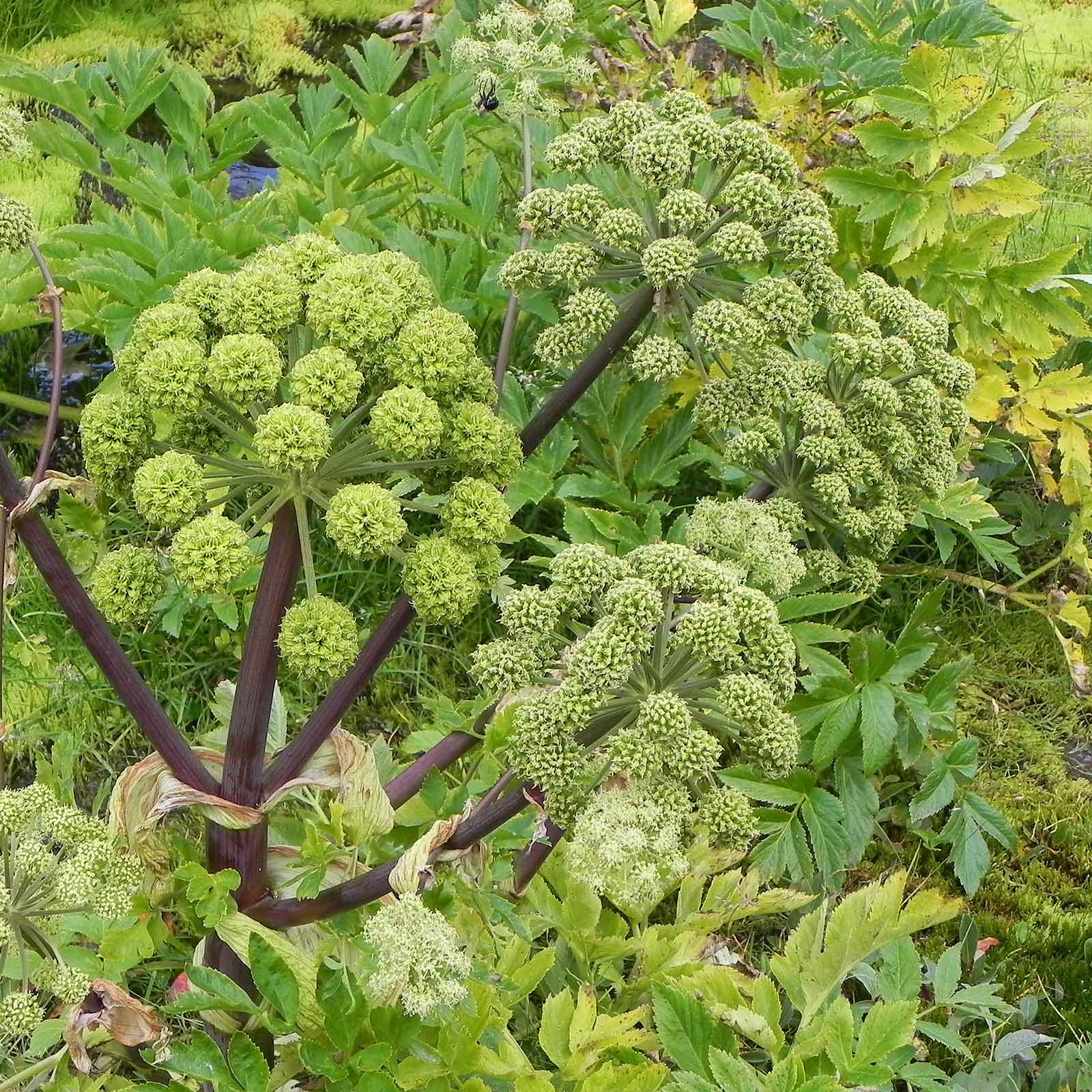 A close-up of a vibrant angelica green plant with textured leaves and small, developing seed pods.