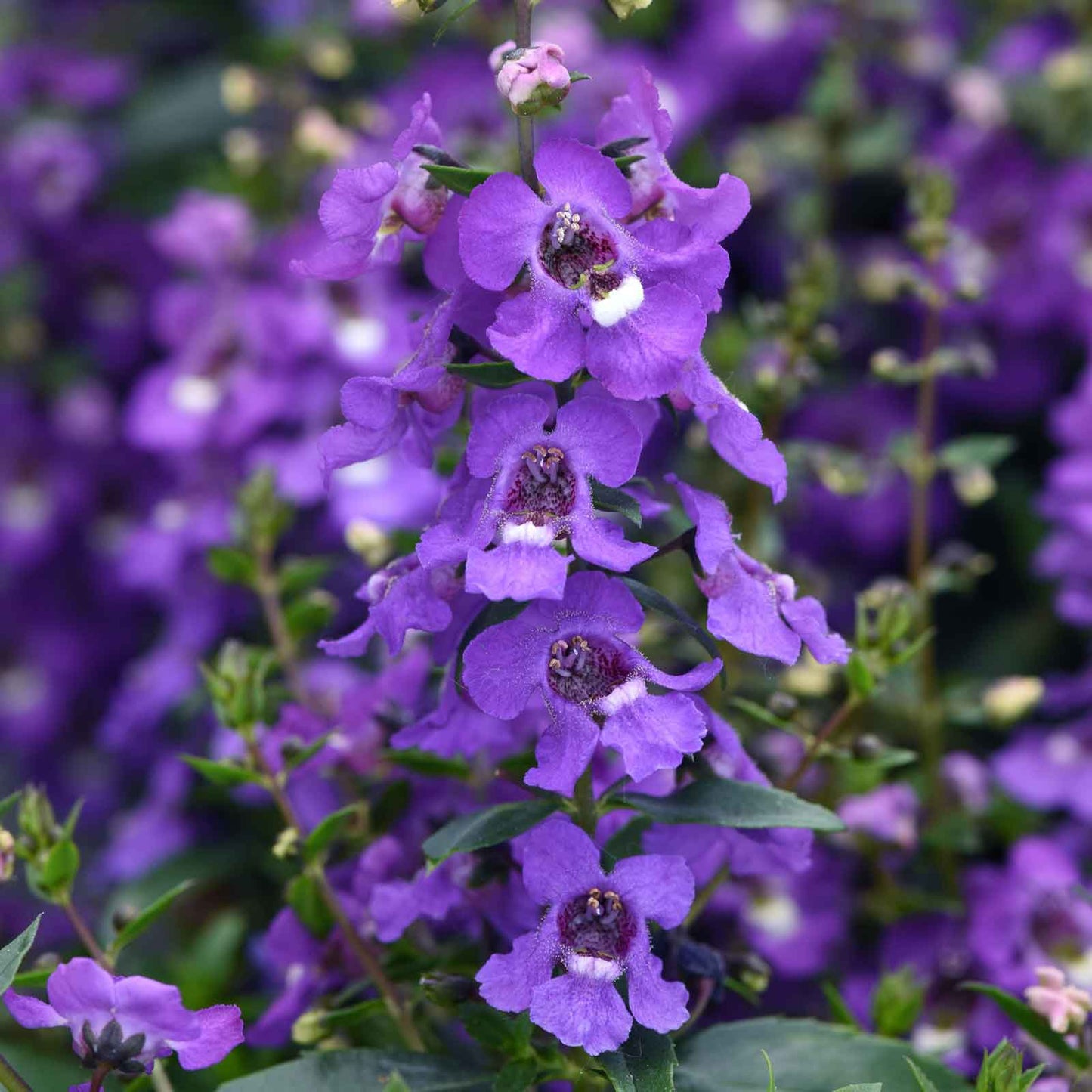A close-up of a vibrant sereba blue angelonia flower with green leaves in the background.