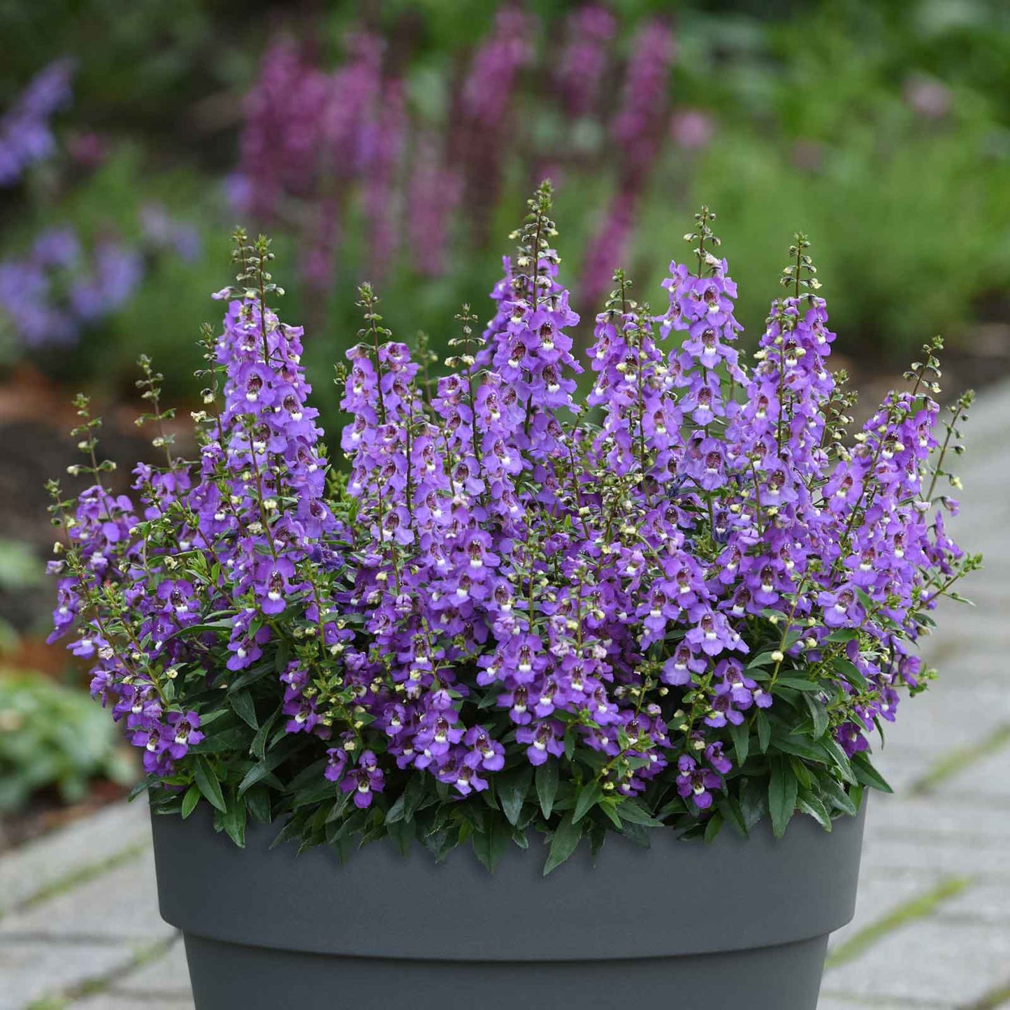 A close-up of vibrant serena blue Angelonia flowers with green foliage, in bright daylight.