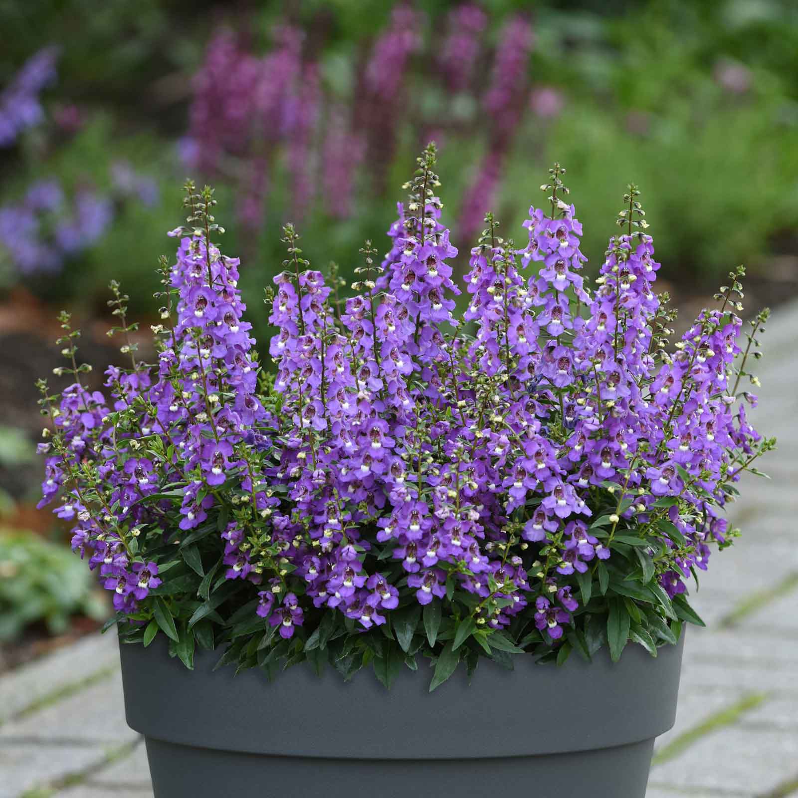 A close-up of vibrant serena blue Angelonia flowers with green foliage, in bright daylight.