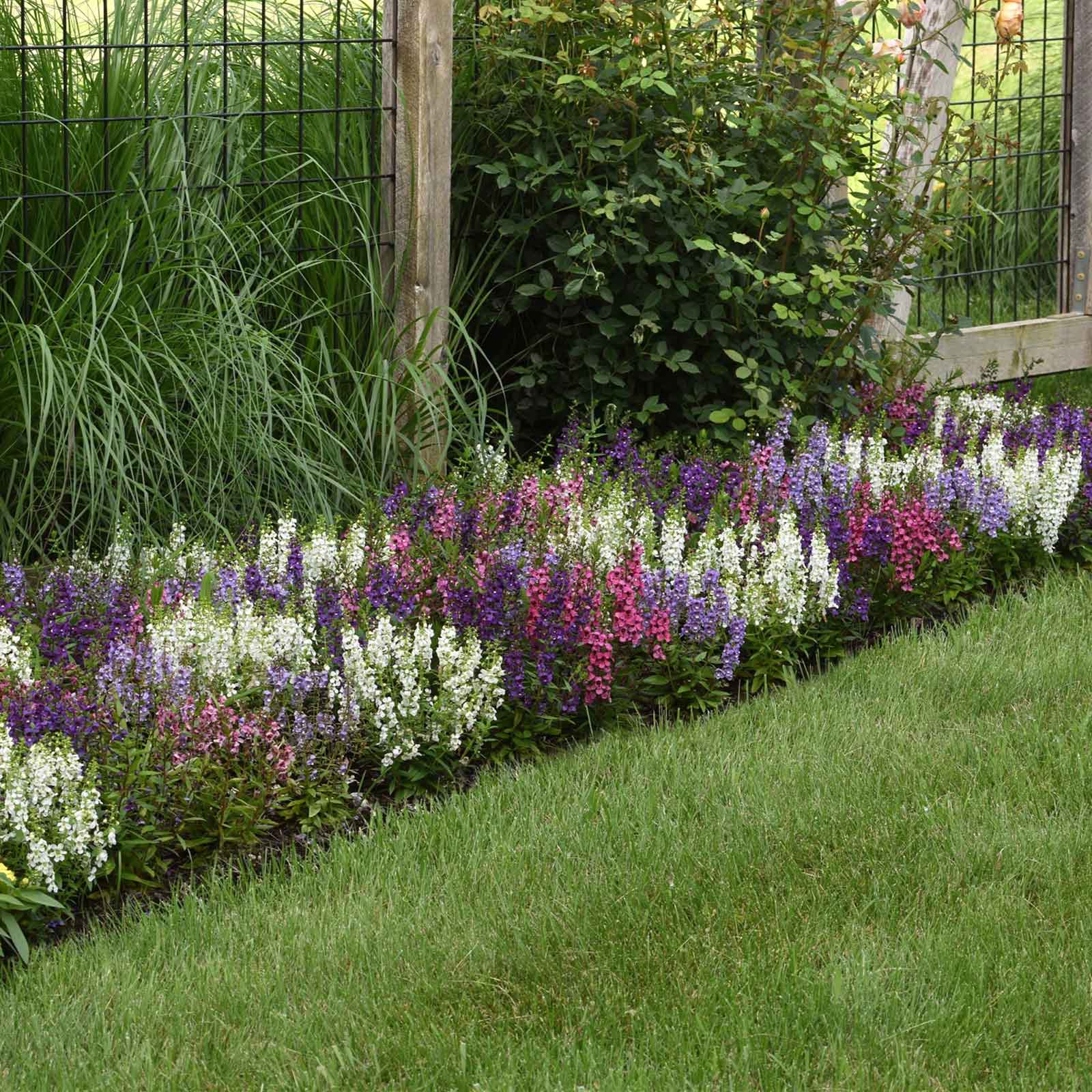 Close-up of vibrant serena mix Angelonia flower spikes with green foliage in soft focus.