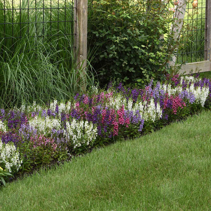 Close-up of vibrant serena mix Angelonia flower spikes with green foliage in soft focus.