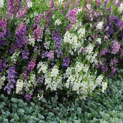 Angelonia Serena Mix flowers, a vibrant blend of purple, pink, and white blooms.
