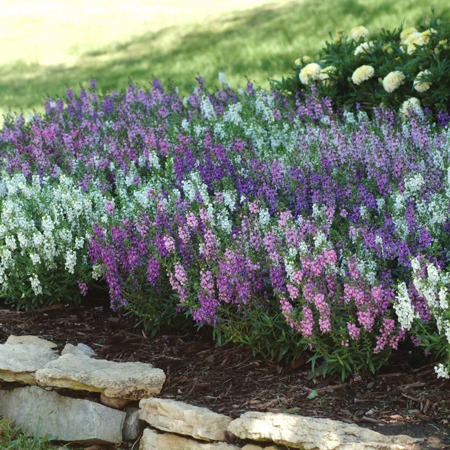 A close-up of a purple and white serena mix Angelonia flowers, showcasing vibrant colors