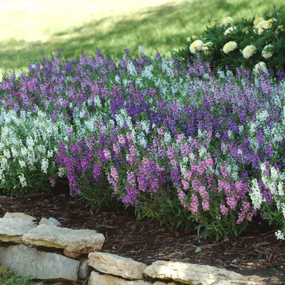 A close-up of a purple and white serena mix Angelonia flowers, showcasing vibrant colors