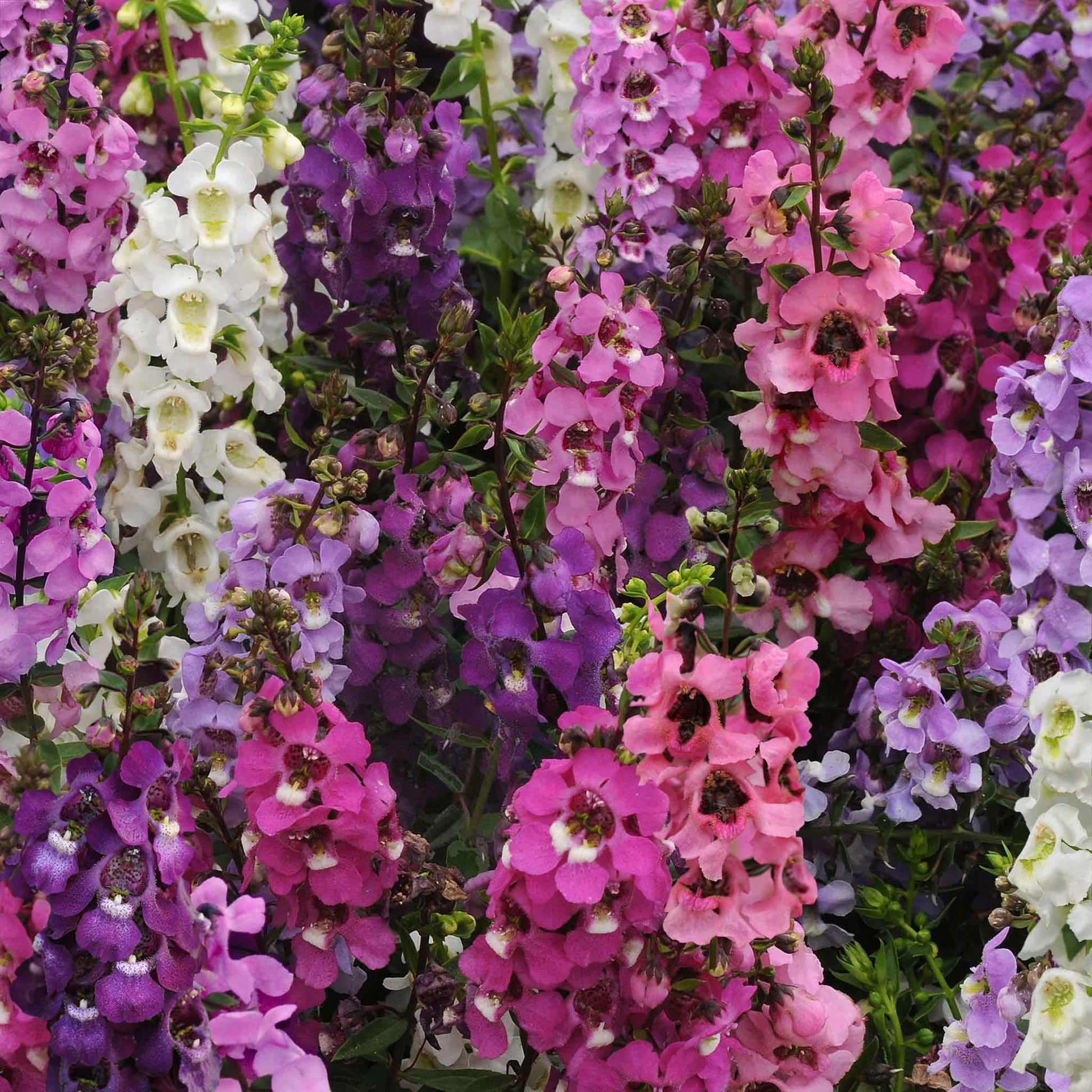 Close-up of vibrant Angelonia Serena Mix flowers, showcasing their purple and pink blooms.
