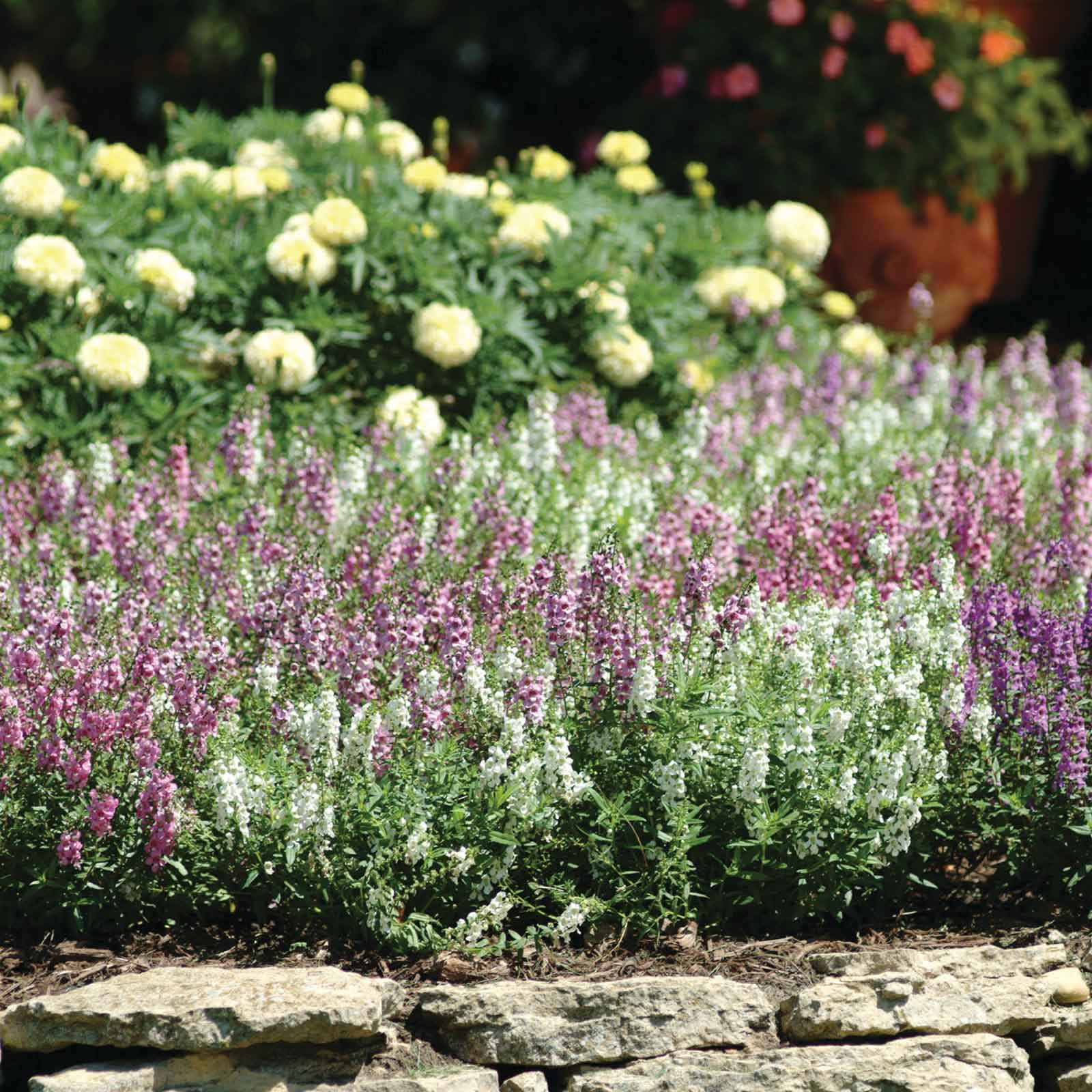 Close-up of vibrant pink and white serena mix Angelonia flowers, in a garden setting.