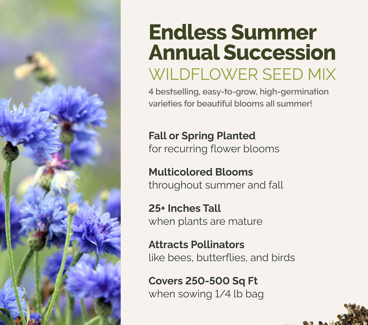 A visual overview of the wildflower seed mix, showcasing expected floral blooms.