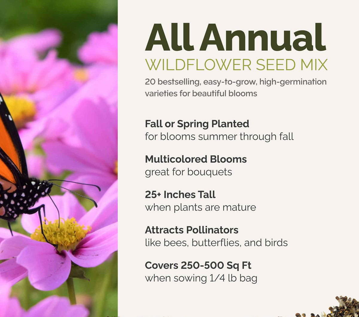 A visual overview of the wildflower seed mix, showcasing expected floral blooms.