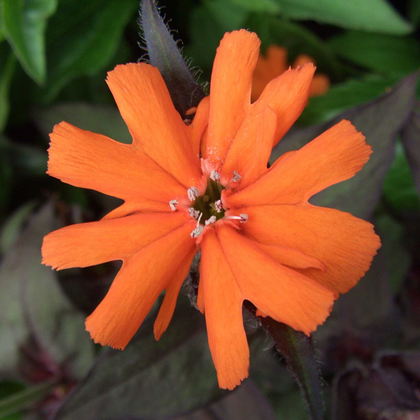 A vibrant red Arkwright's Campion flower with lush green leaves, set against a soft background.