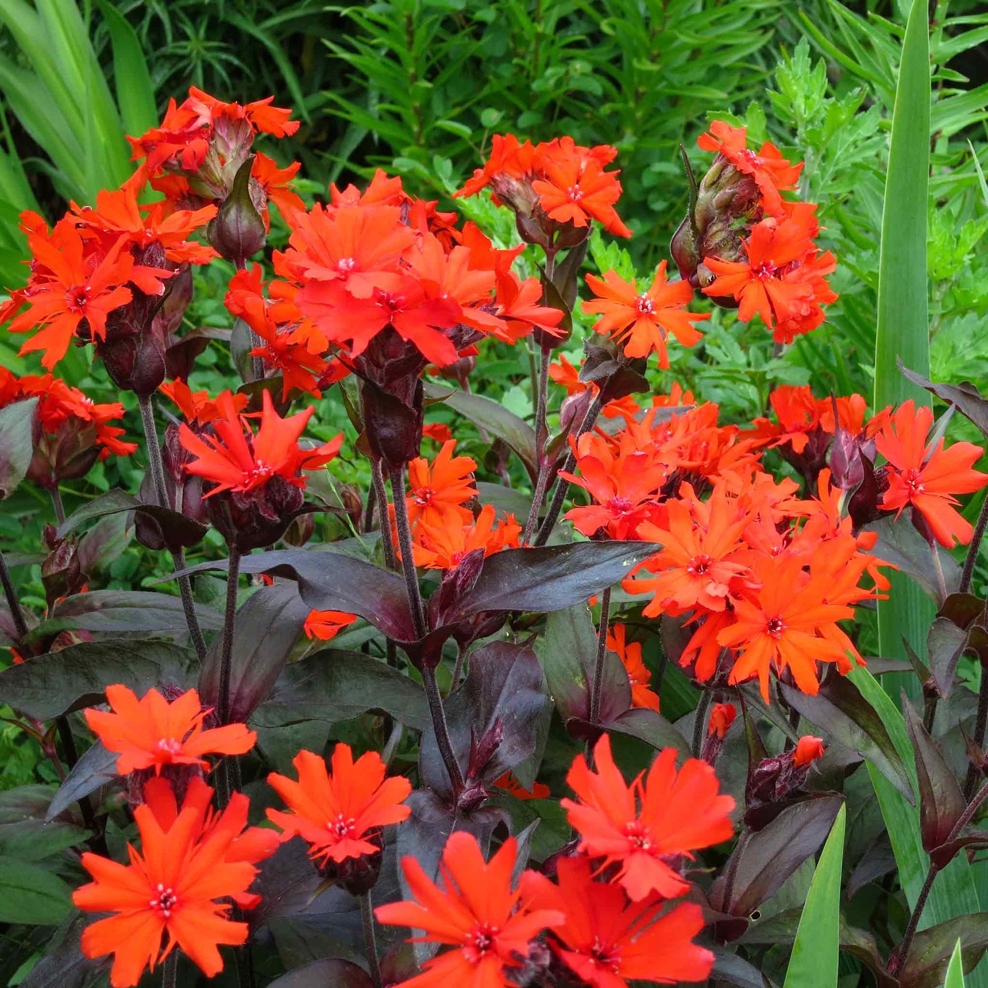 A vibrant red Arkwright's Campion flower with lush green leaves in a garden setting.