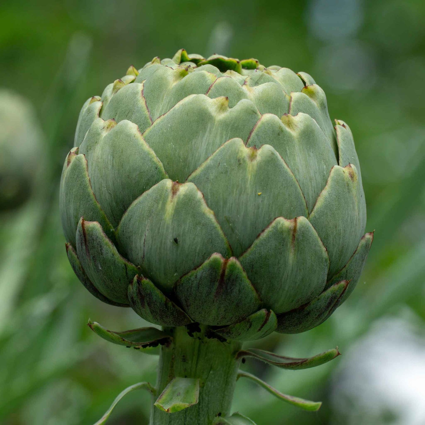 A close-up shot of a single green globe artichoke with spiky leaves.