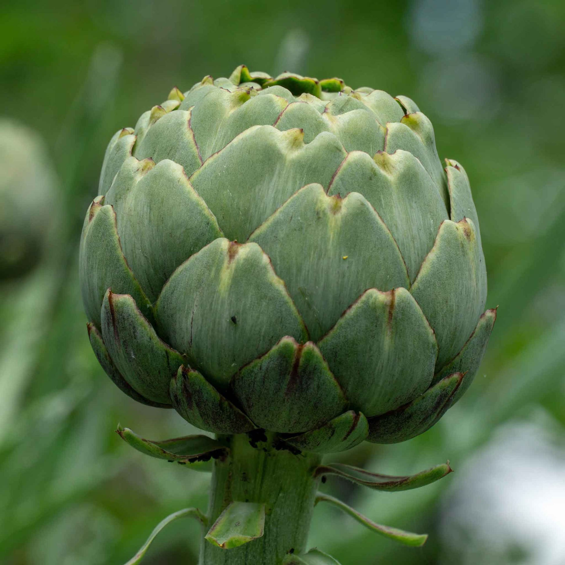 A close-up shot of a single green globe artichoke with spiky leaves.