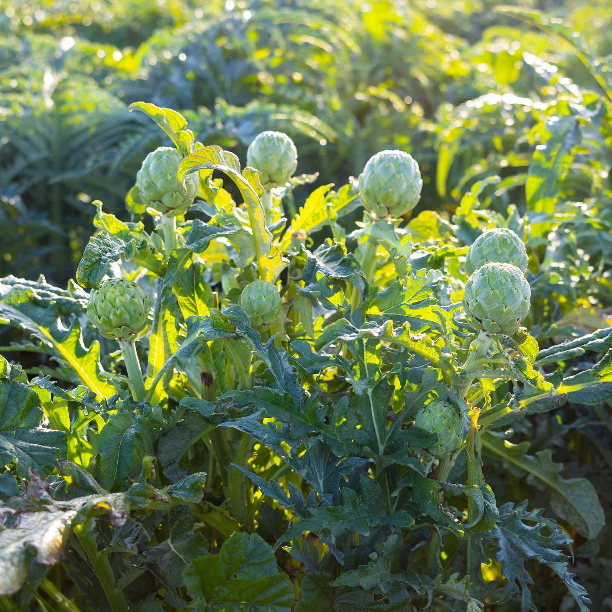 Shot of a green globe artichoke with spiky leaves in a garden setting.
