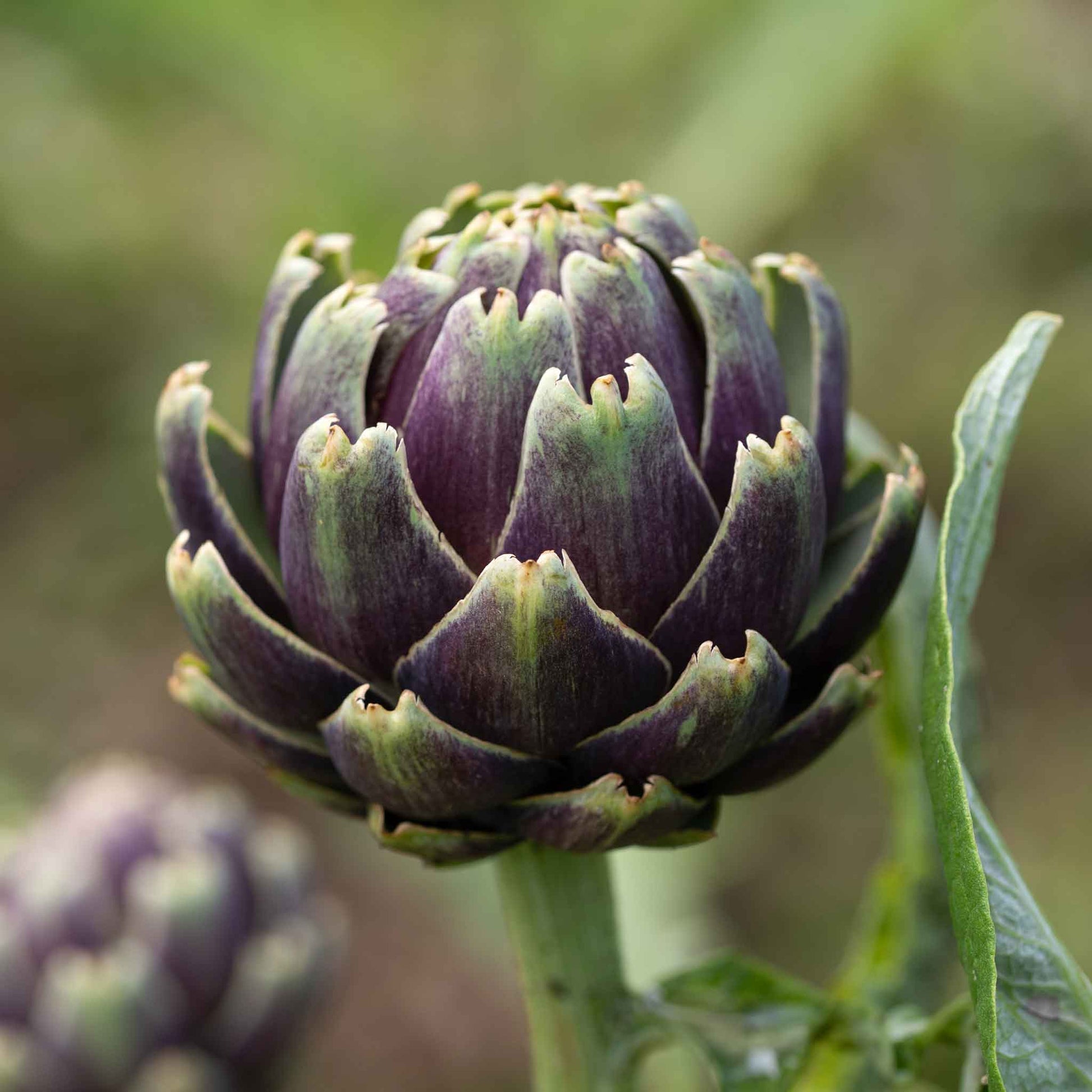 A single vibrant purple Italian globe artichoke, ready for harvest, stands tall in a garden.