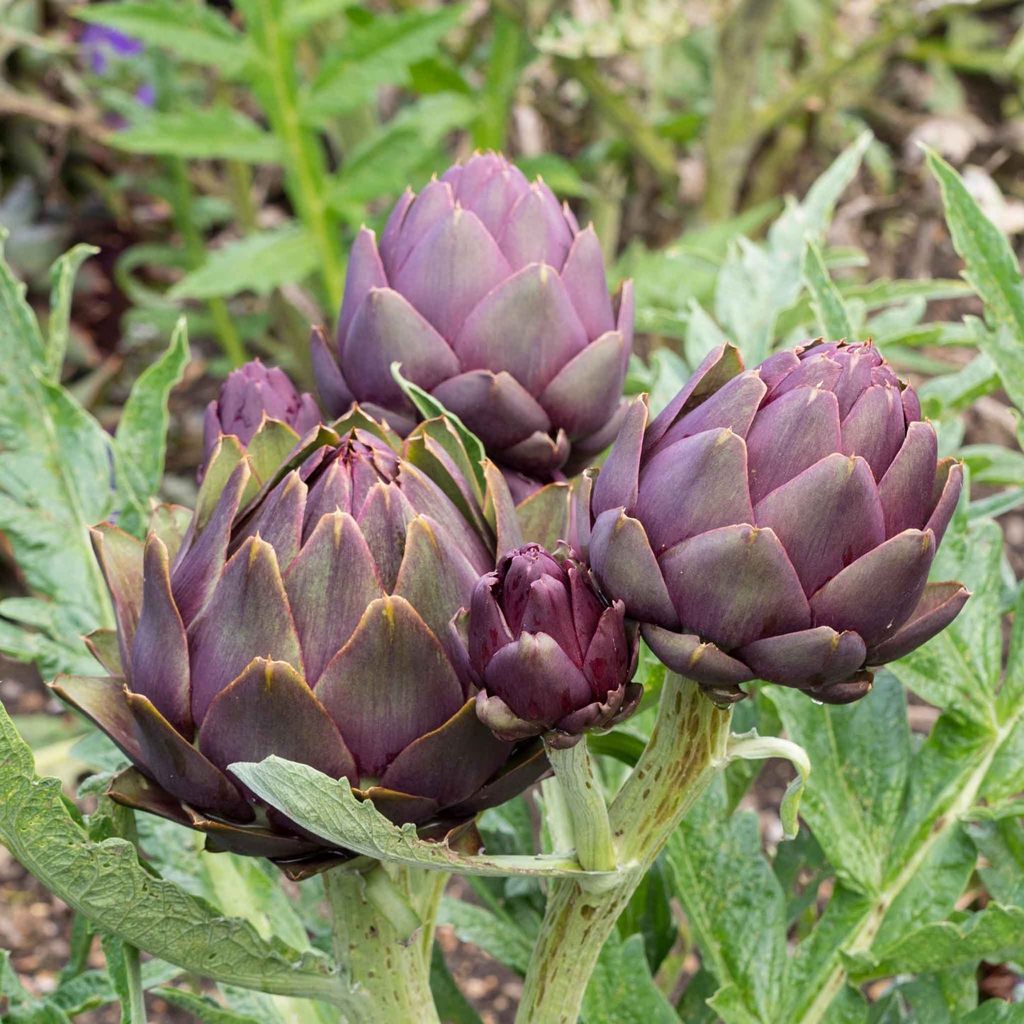 A vibrant violet de provence artichoke with tightly furled leaves, ready for harvest against a blurred natural background.
