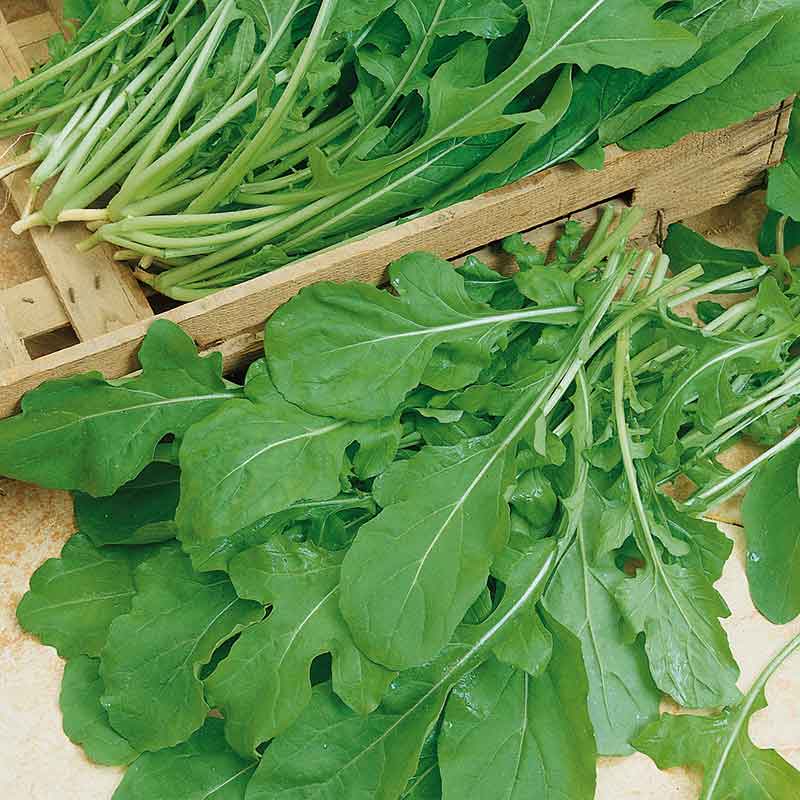 Arugula Rocket leaves piled together ready for preparation on a neutral background.