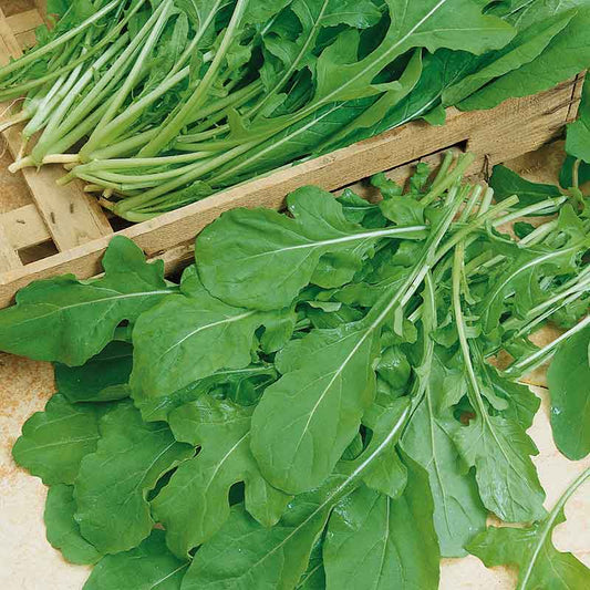 Arugula Rocket leaves piled together ready for preparation on a neutral background.