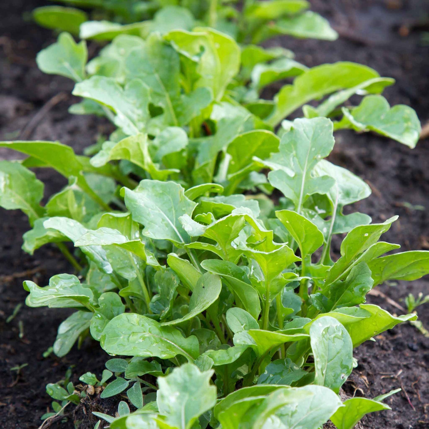 Arugula rocket leaves with dew drops growing from the ground.